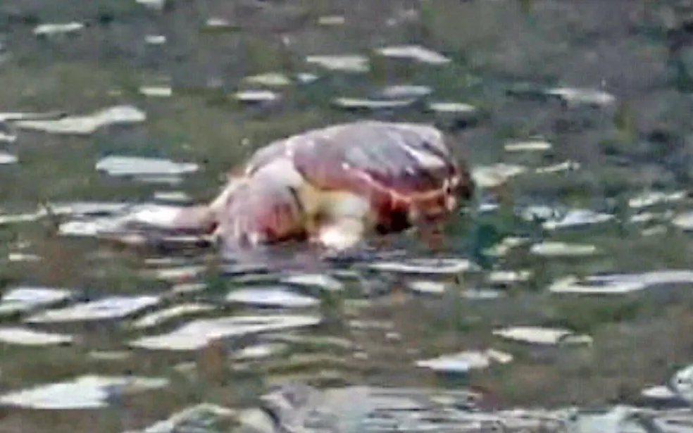 Tartaruga morta no Canal da Joatinga — Foto: Reprodução/TV Globo
