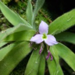 Nova espécie de bromélia com folhas peludas é descoberta em Minas Gerais