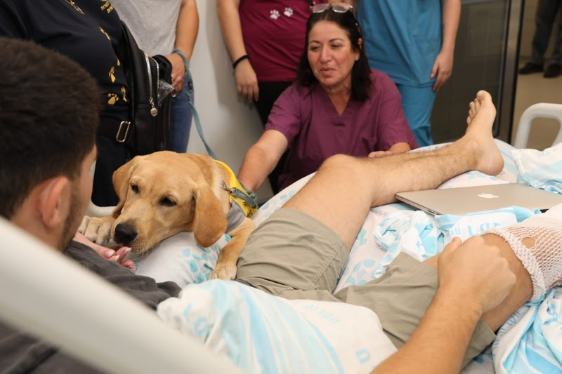 Divulgação: Cães visitam soldados feridos em tratamento no Rambam
