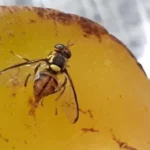 Mosca-da-carambola