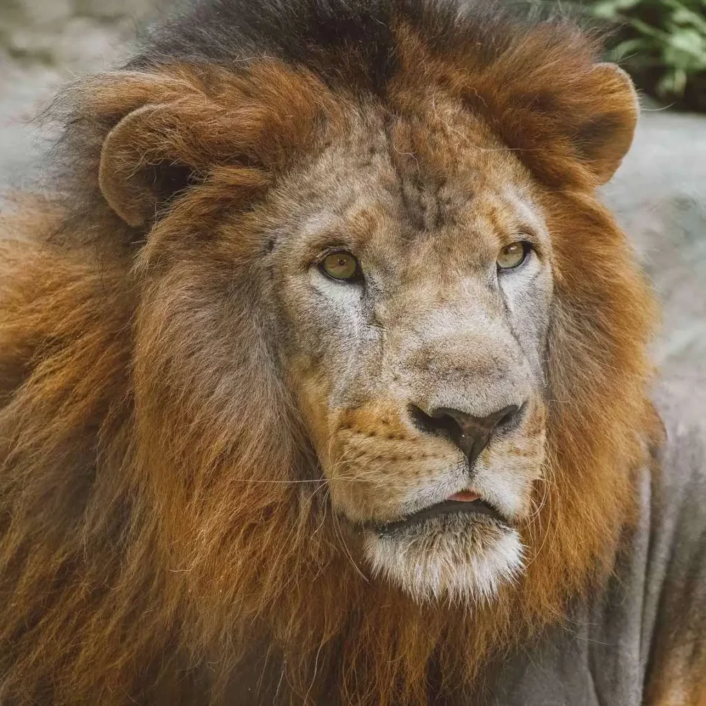 Rei do BioParque do Rio, leão Simba completa 15 anos e ganha festa de aniversário