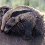 Crédito da imagem: Isadora Ortiz/ BioParque do Rio