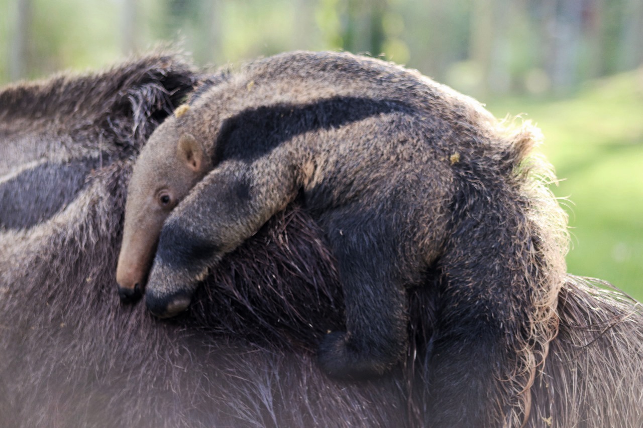 Crédito da imagem: Isadora Ortiz/ BioParque do Rio