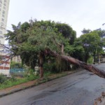 Queda de árvore Niterói - Foto: Divulgação