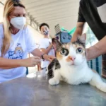 Medida auxiliará no censo de cães e gatos cariocas e na formulação de políticas públicas no município - Foto: divulgação