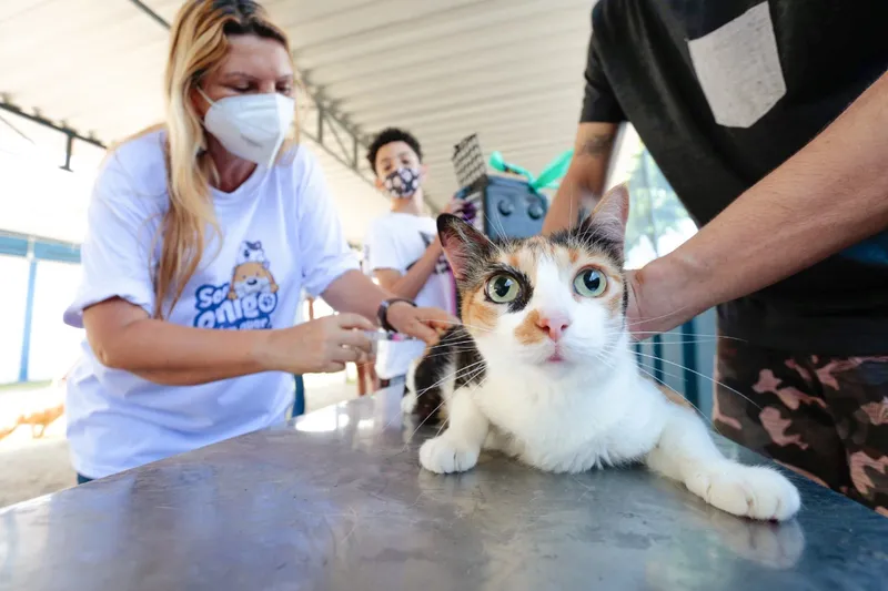 Medida auxiliará no censo de cães e gatos cariocas e na formulação de políticas públicas no município - Foto: divulgação