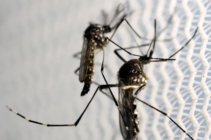 Sorotipos 1 e 2 do vírus que causa a dengue circulam no Rio de Janeiro - Foto: Divulgação/Agência Brasil