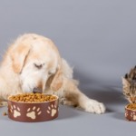 Mitos e verdades sobre alimentação de cães e gatos