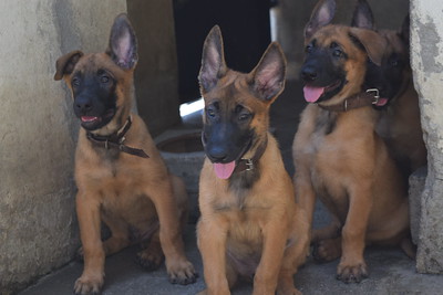 A tropa canina da GM passa a contar com 34 cães – Robert Gomes/Prefeitura do Rio