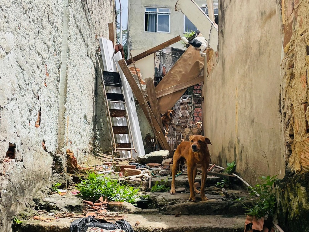 Moradores pedem resgate de 15 cães abandonados, após morte de tutor, no Complexo do Alemão