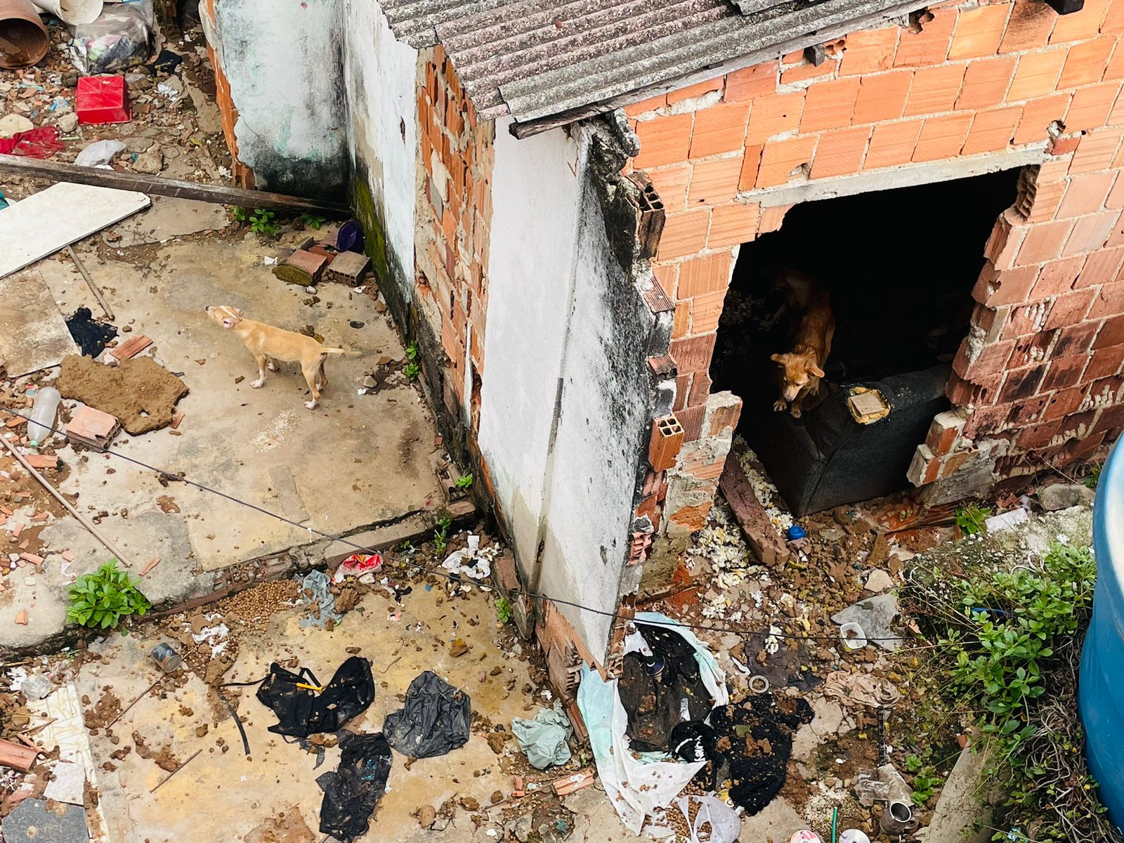 Moradores pedem resgate de 15 cães abandonados, após morte de tutor, no Complexo do Alemão