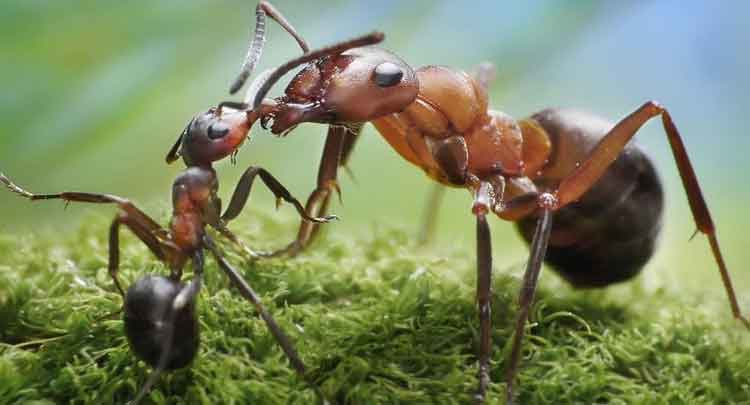 Cientistas descobrem que formigas "escravizam" plantas para cultivar fungos