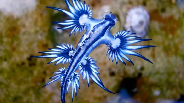 Glaucus atlanticus, os dragões azuis. Foto: reprodução