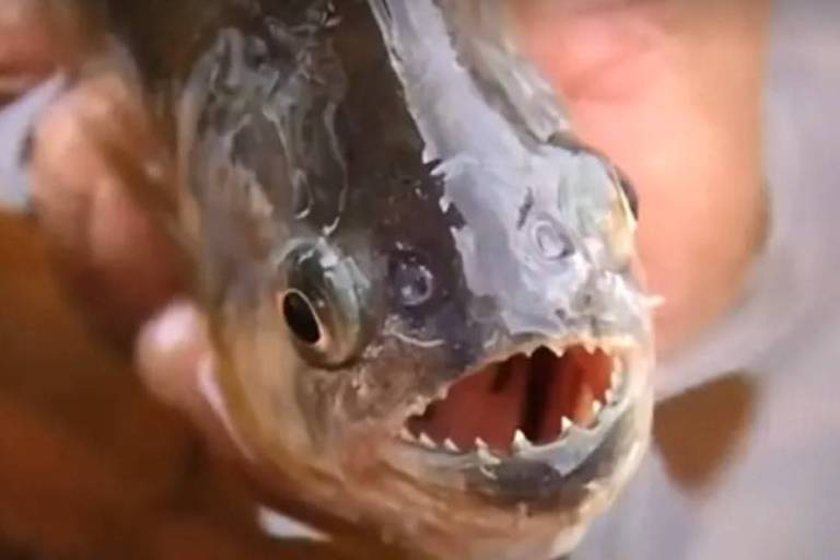 Homem segura piranha, espécie de peixe carnívoro de água doce. Foto: reprodução/TV Globo