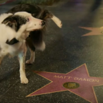 Messi,o cão ator, faz xixi na estrela de Matt Damon. Foto: reprodução