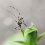 Aravind K por Pixabay Mosquitos têm hábitos peculiares e conhecê-los pode ajudar no seu combate.