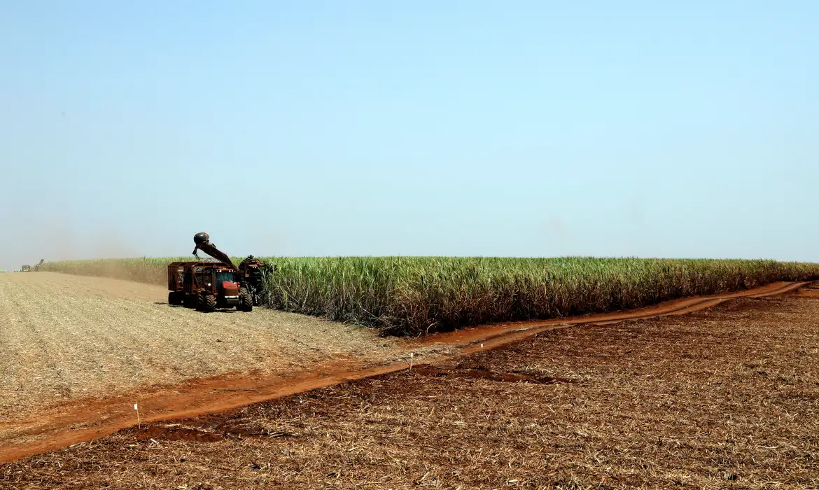 IBGE prevê safra de 300 milhões de toneladas para 2024