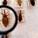 Brasil investe em pesquisa e luta pela eliminação da Doença de Chagas