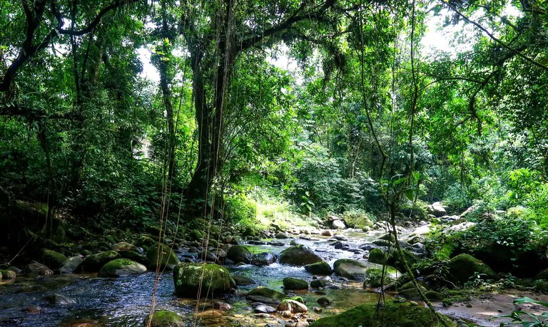 Bolsa Verde: mais 87 áreas são incluídas no programa de conservação ambiental