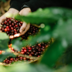 Valor bruto da produção agrícola ultrapassa R$ 1,14 trilhão em março