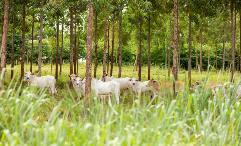 China habilita exportação de soro fetal bovino de sete frigoríficos brasileiros