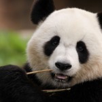 Dia do Panda celebra amizade entre Brasil e China no Planetário do Rio neste domingo