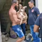 Pitbull é carregado após ser baleado. Foto: Reprodução