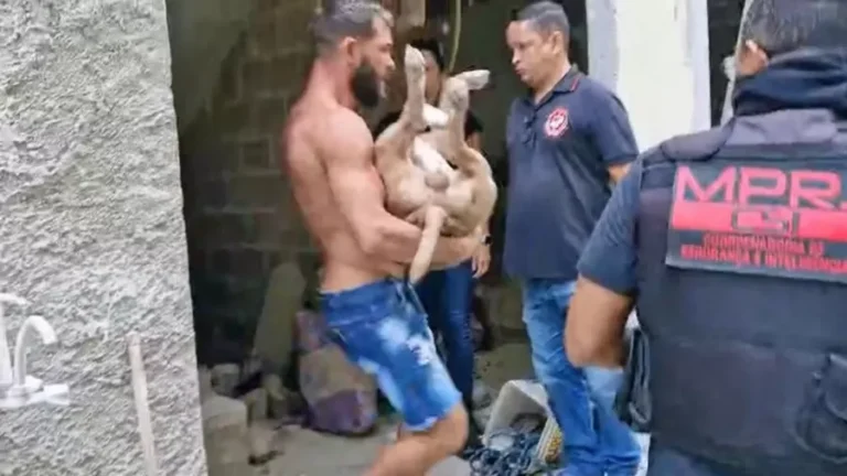 Pitbull é carregado após ser baleado. Foto: Reprodução