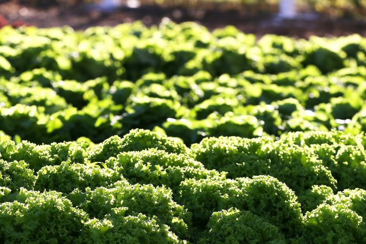 Projeto de Lei no Rio de Janeiro assegura participação de produtores de alimentos orgânicos em eventos municipais, promovendo práticas agrícolas sustentáveis.