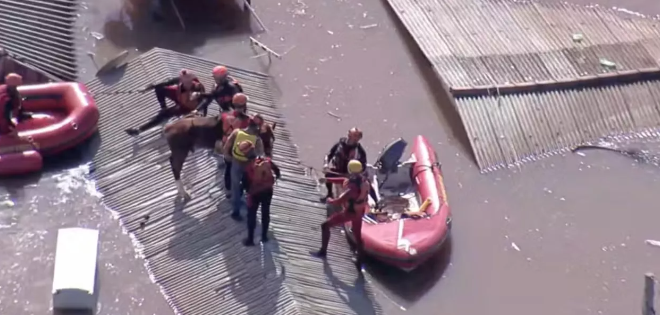 Cavalo sendo resgatado em Canoas (RS) (Foto: Reprodução/GloboNews)