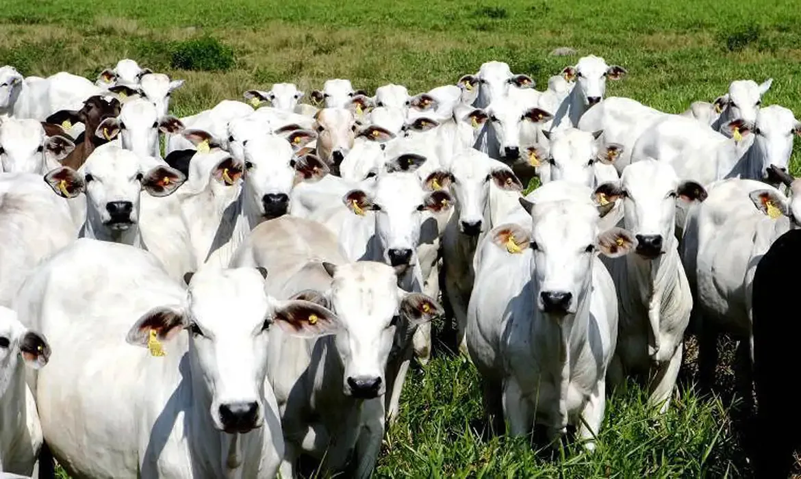 Arroba do boi gordo inicia a segunda-feira (20) em queda