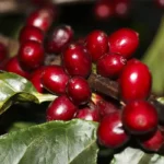 Café robusta tem queda no preço e começa a sexta-feira (3) vendido a R$ 1.161