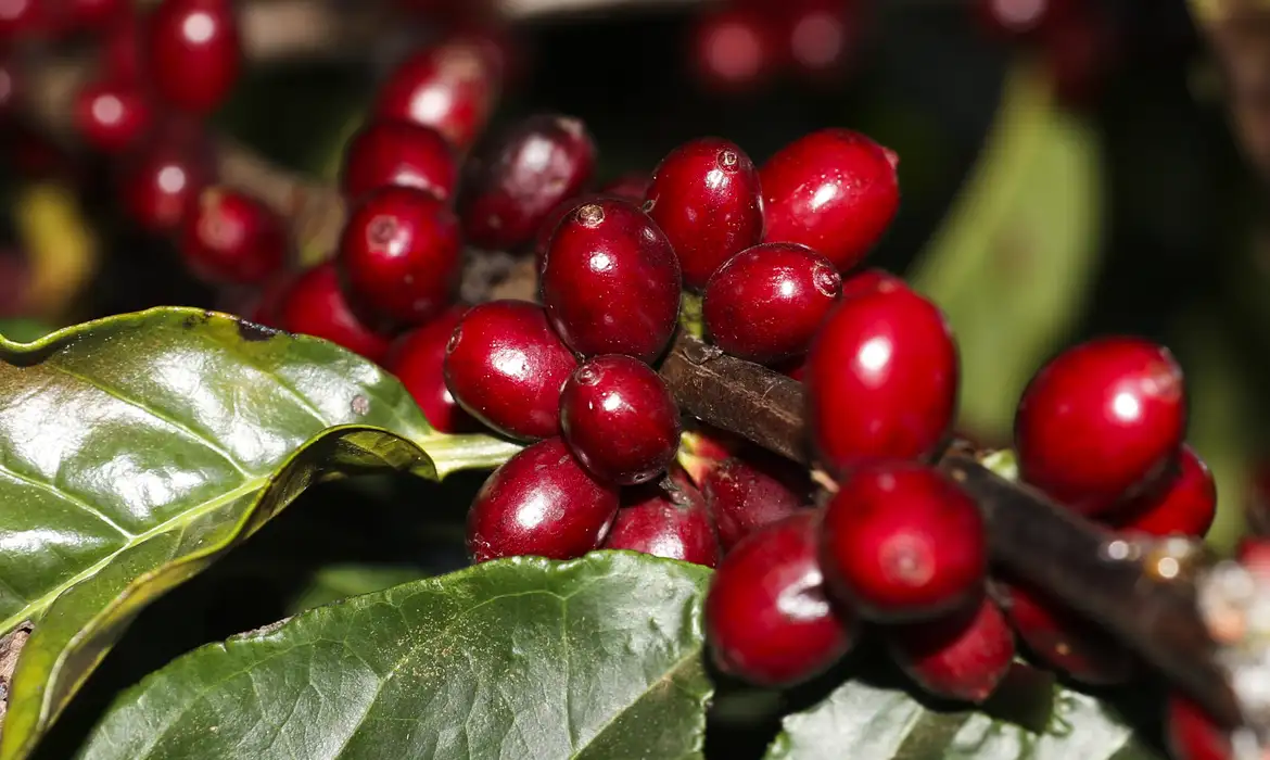 Café robusta tem queda no preço e começa a sexta-feira (3) vendido a R$ 1.161