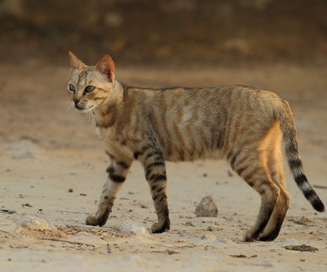 "Felis silvestris lybica", mais conhecido por gato selvagem africano. Créditos: Raymond De Smet / observation.org