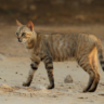 "Felis silvestris lybica", mais conhecido por gato selvagem africano. Créditos: Raymond De Smet / observation.org