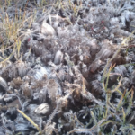 Needle Ice: Parque Nacional do Itatiaia registra recorde de frio no Brasil neste ano: -8,5ºC