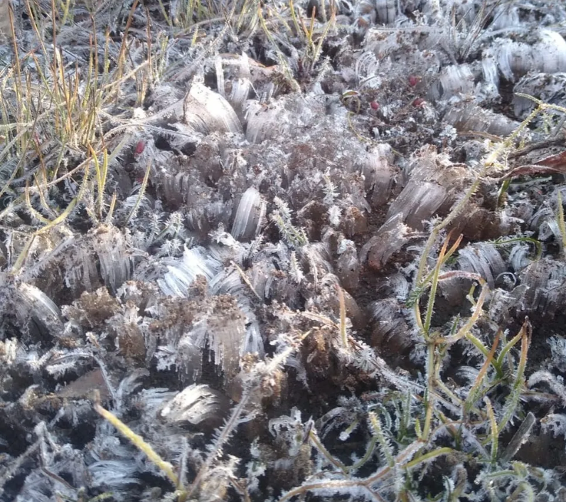 Needle Ice: Parque Nacional do Itatiaia registra recorde de frio no Brasil neste ano: -8,5ºC