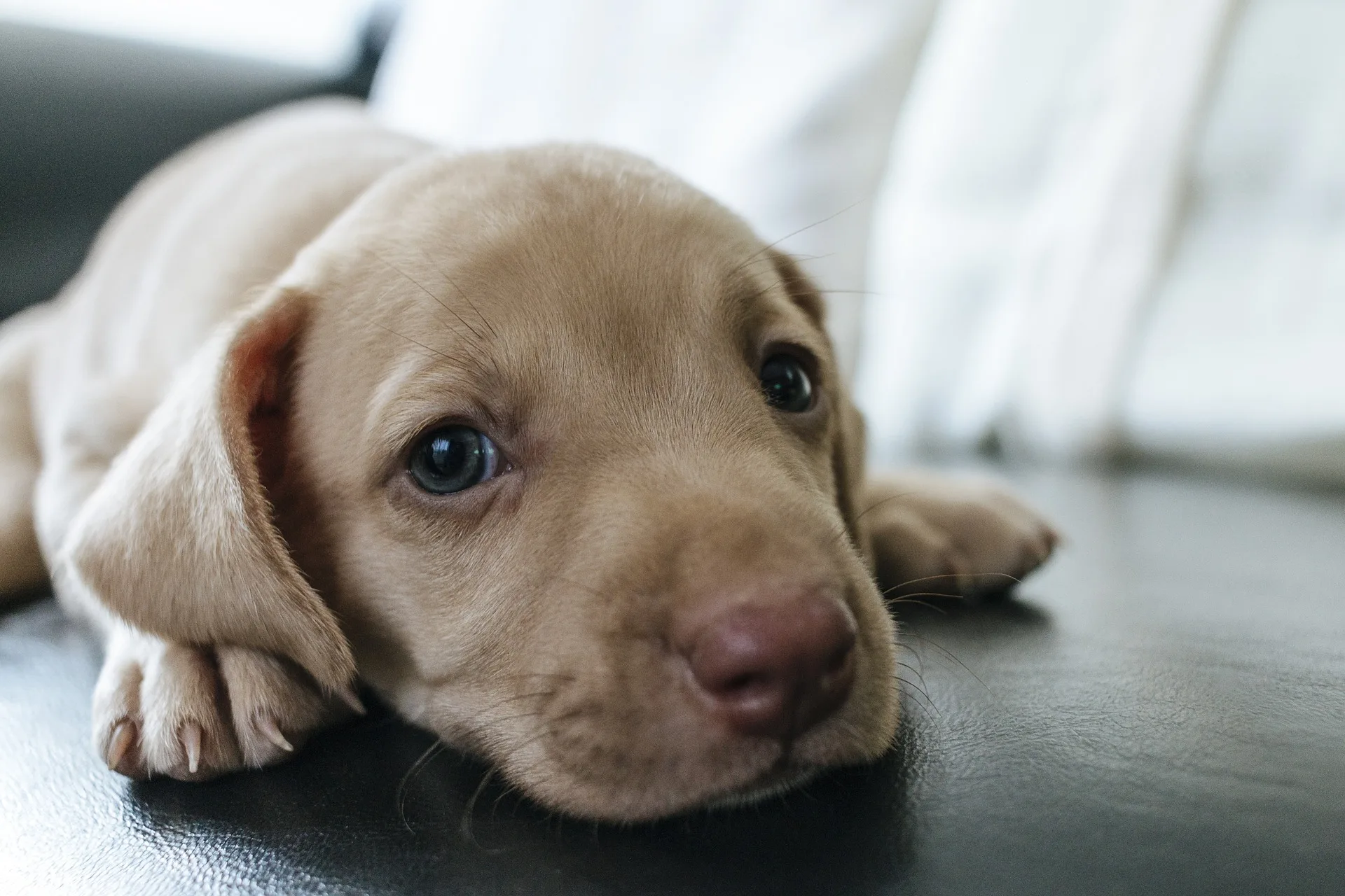 Envenenamento em pet: saiba quais são os primeiros socorros nesses casos