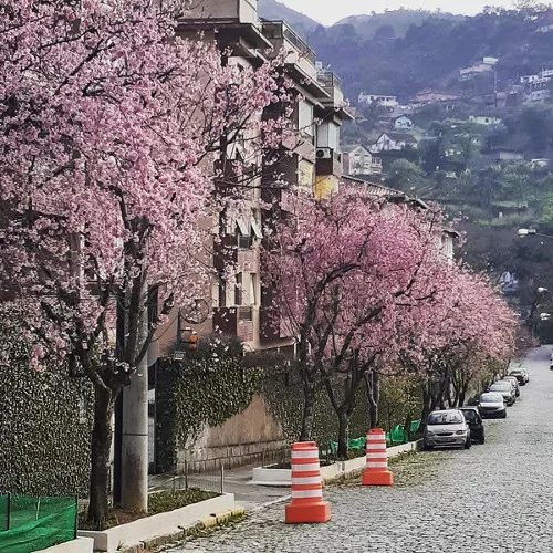 Cerejeiras - Retiro - Marcelo Magrani