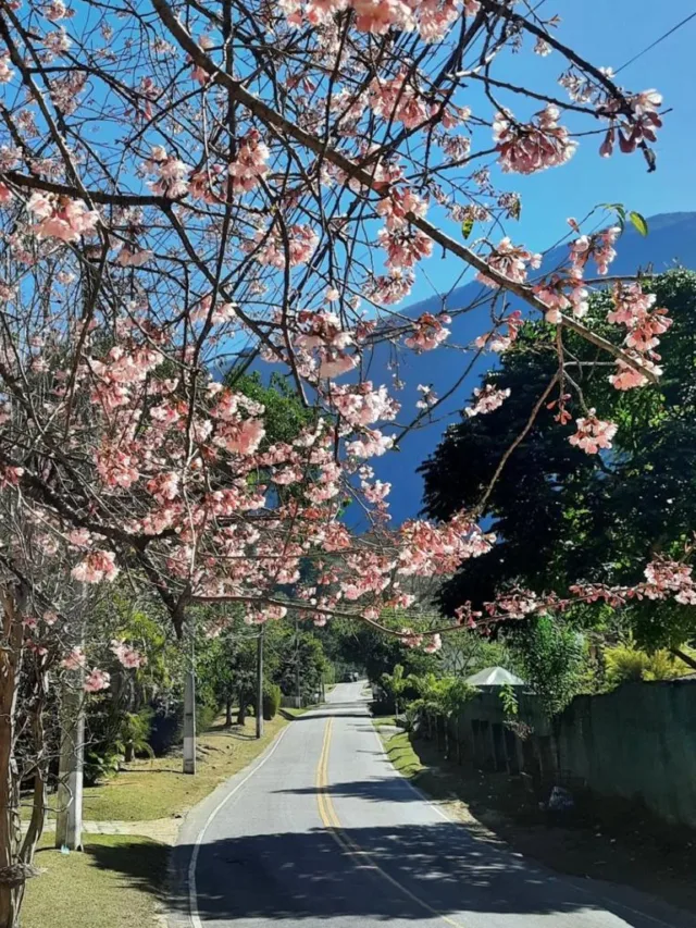 Rota das cerejeiras: uma atração à parte no inverno em Petrópolis