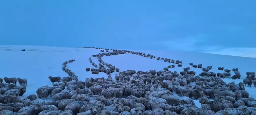 Frio extremo na Patagônia fez animais congelarem. — Foto: Ministério de Defesa da Argentina