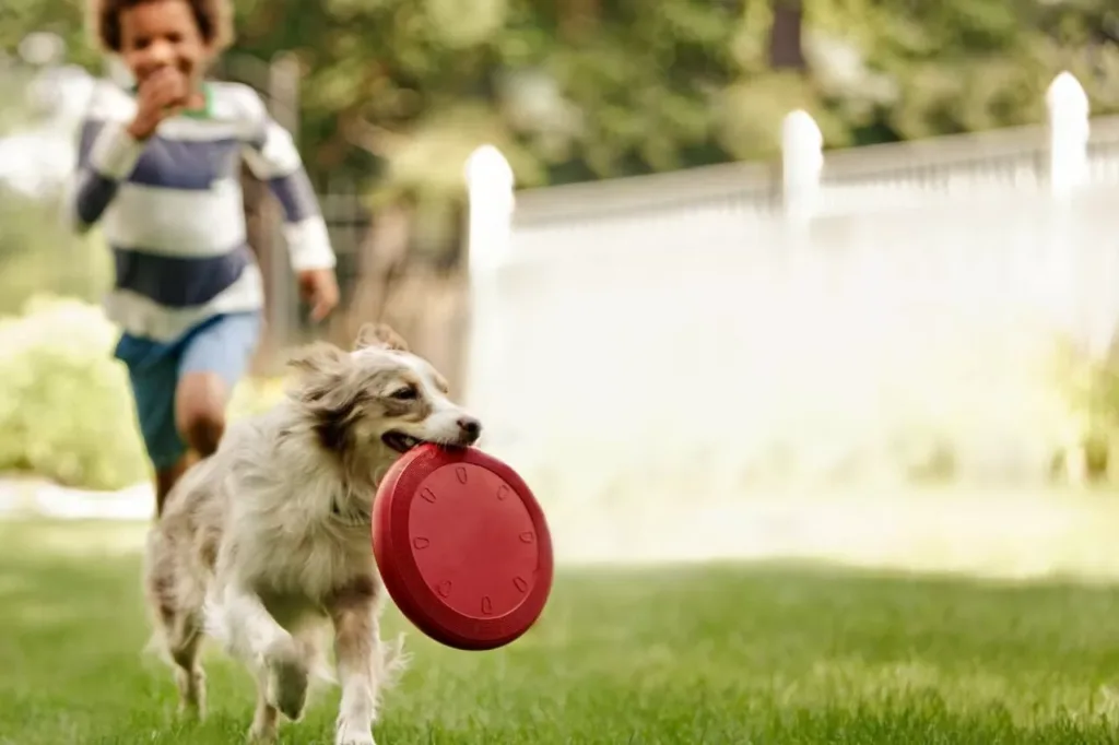 Brincadeiras os Cães: Alegria e Saúde para Seu Pet