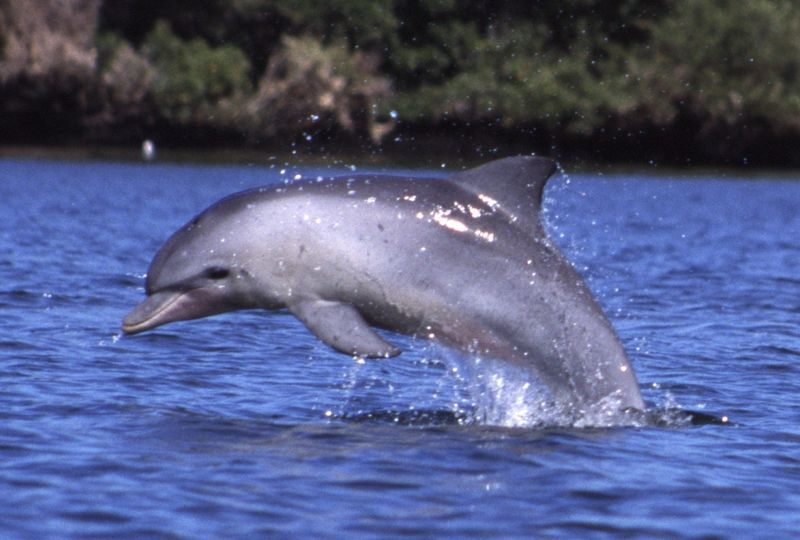 Golfinho roaz-do-índico. Foto: Aude Steiner/Wikimedia