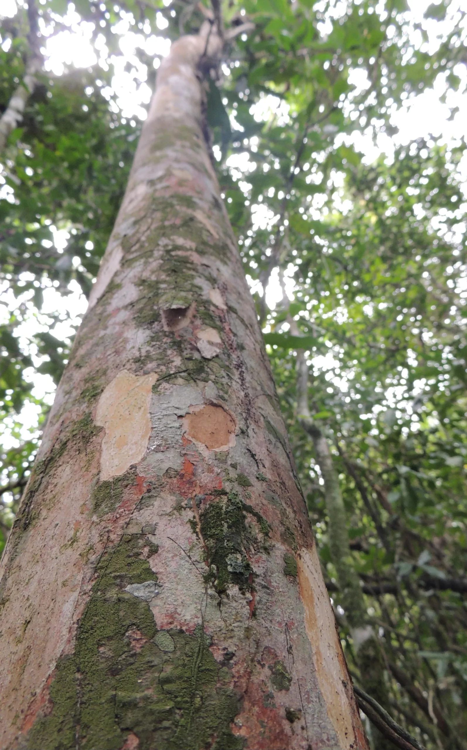 Siphoneugena carolynae - Foto Thiago Fernandes