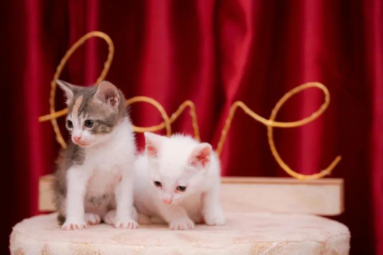 Descubra 10 maneiras detalhadas que os gatos usam para demonstrar afeto e fortalecer a relação com seu felino.