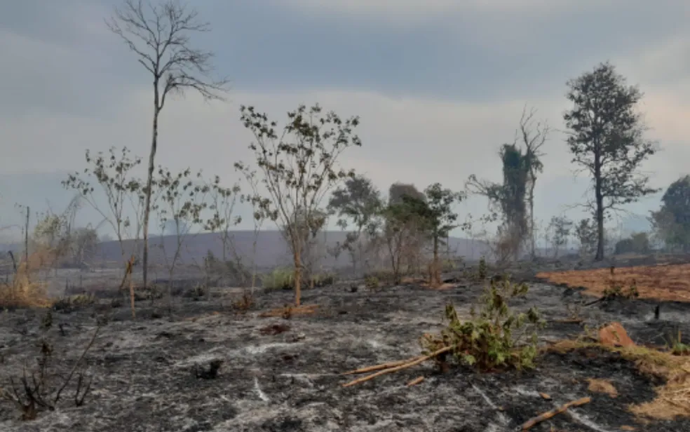 Fogo destruiu vegetação em Altinópolis, SP — Foto: Eduardo Poiares/Secretário da Administração e Finanças de Altinópolis (SP)