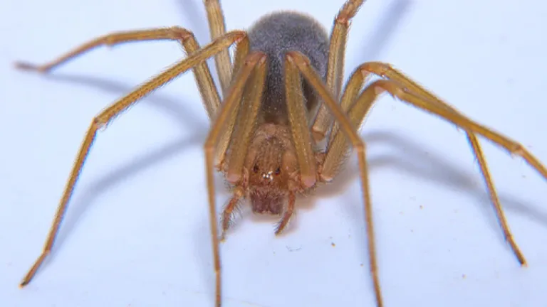 Mais conhecida como aranha-violinista, espécie Loxosceles reclusa é venenosa. - Foto: Reprodução / Associação Biodiversidade Para Todos