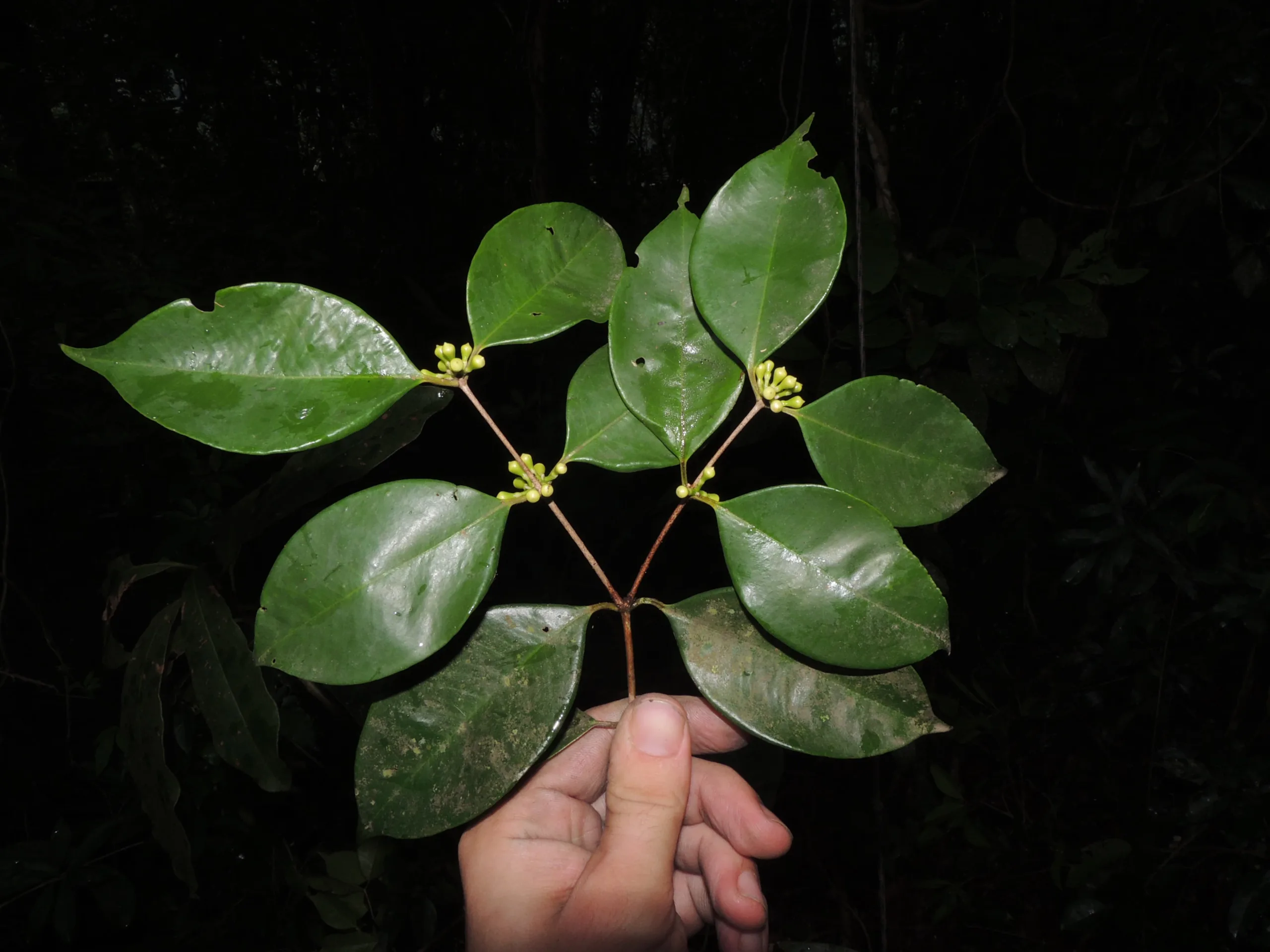 Siphoneugena carolynae - Foto Thiago Fernandes