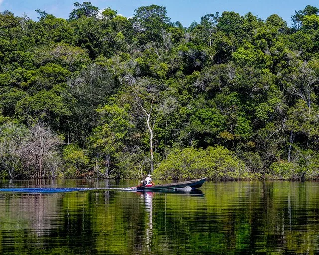 Trecho de floresta às margens do Rio Negro, na Amazônia. Foto: Fabio Rodrigues-Pozzebom / Agência Brasil