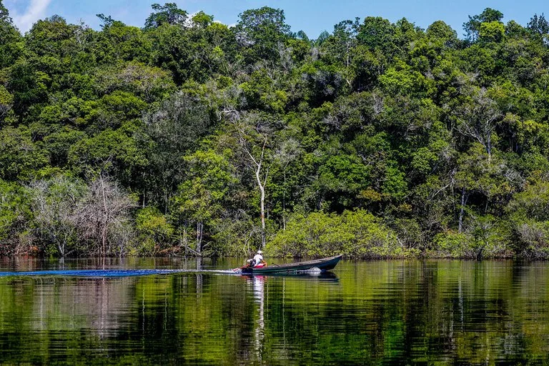 Trecho de floresta às margens do Rio Negro, na Amazônia. Foto: Fabio Rodrigues-Pozzebom / Agência Brasil